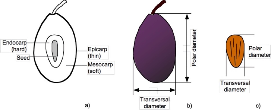 An Olive Drupe