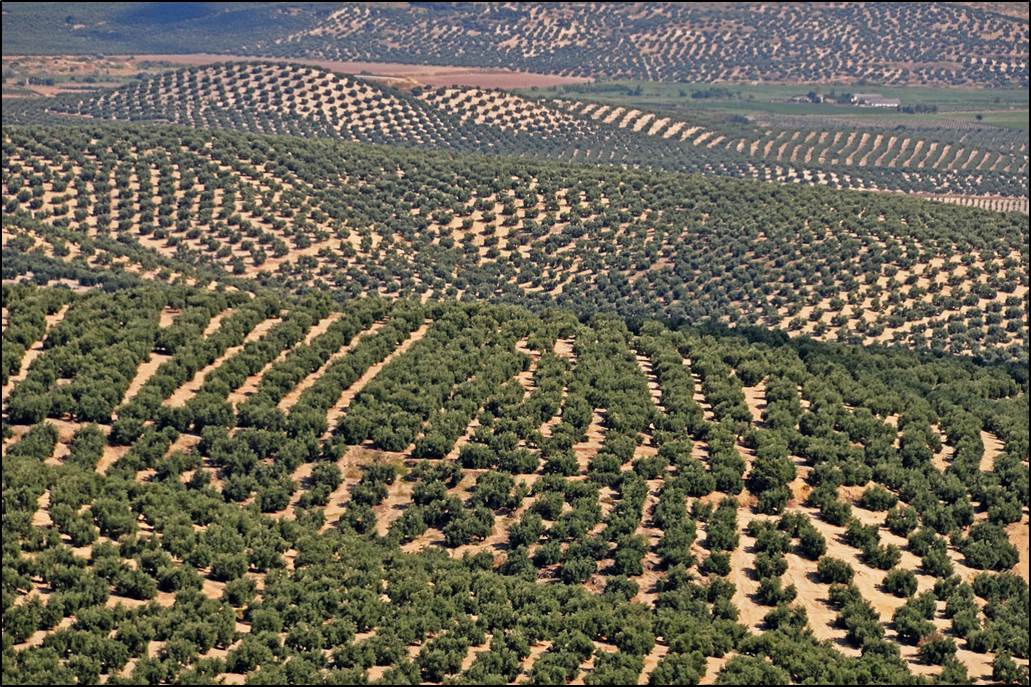 Jaen Olive Trees