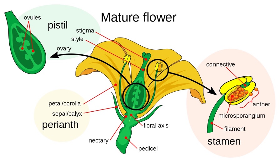 Mature Flower