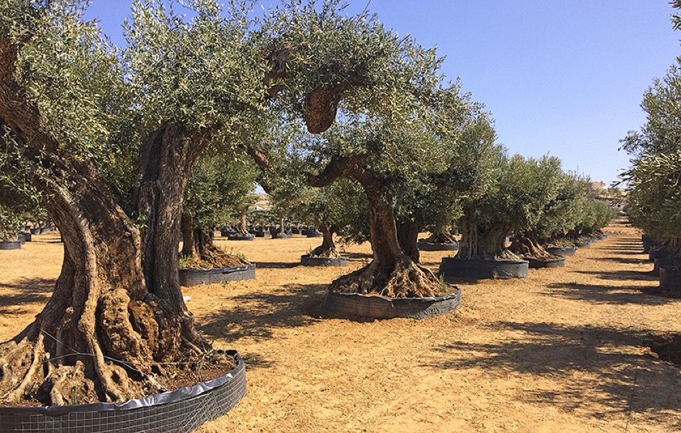 Mature Olive Trees