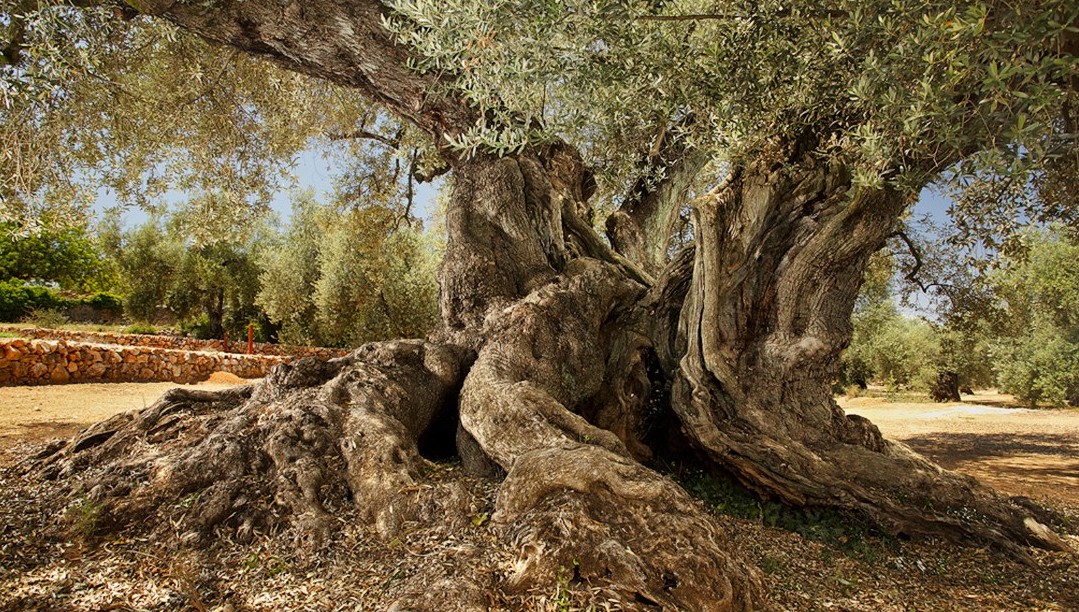 Old Olive tree