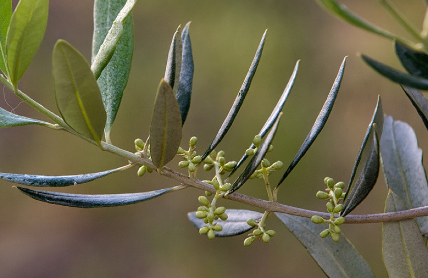 Olive Buds