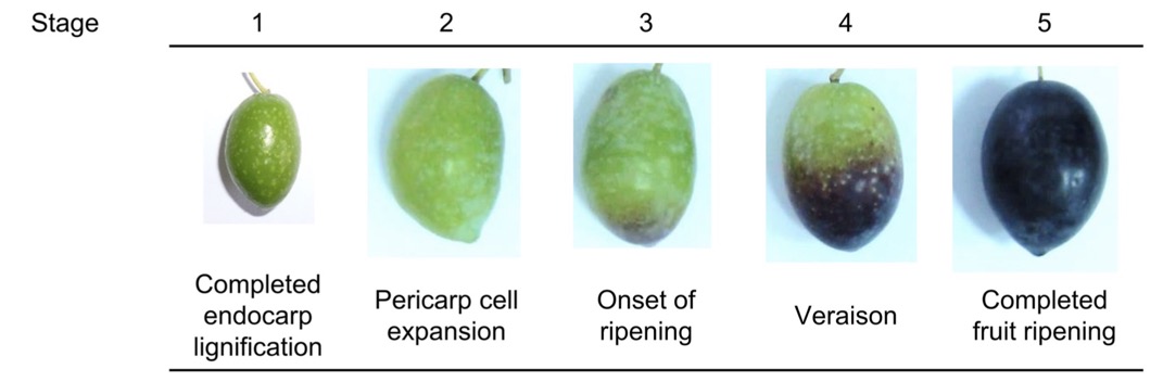 Olive Development