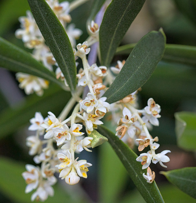 Olive Flowers