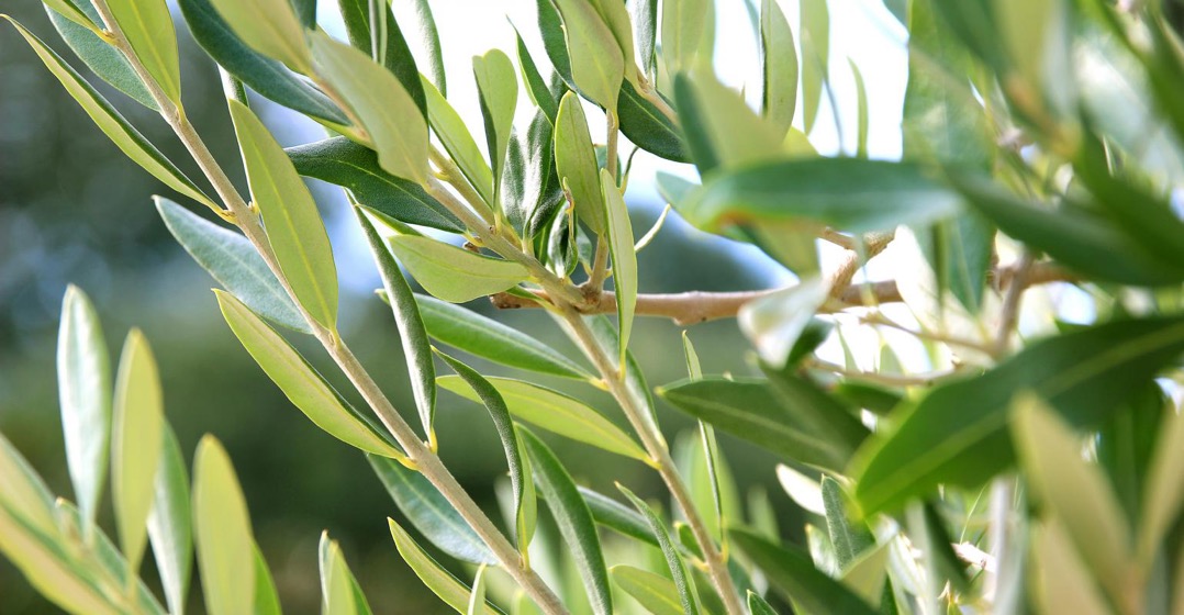 Olive Leaf