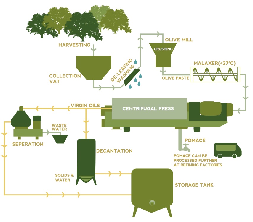 Olive Oil Production