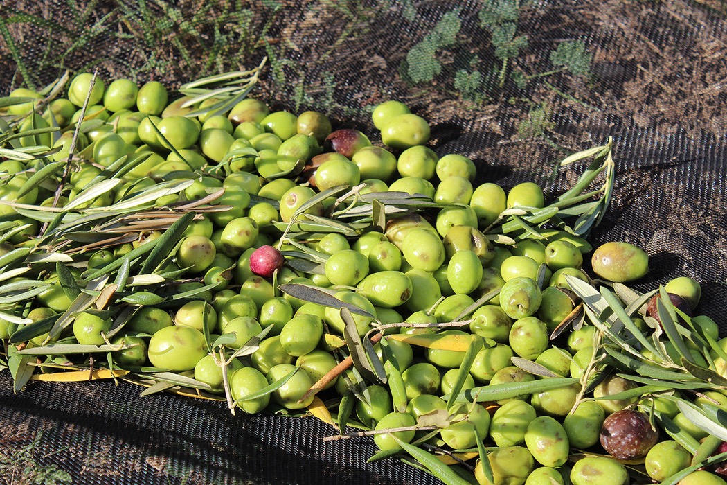 Olive Picking