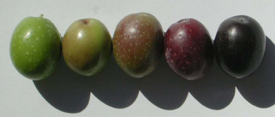 Olive Ripening