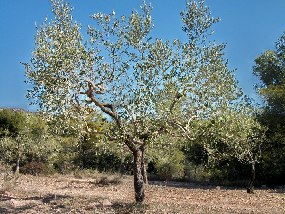 Olive Tree