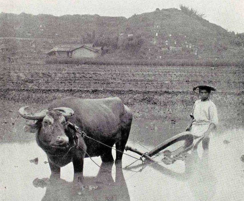 Water Buffalo Tillage