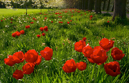 photograph_of_red_flowers