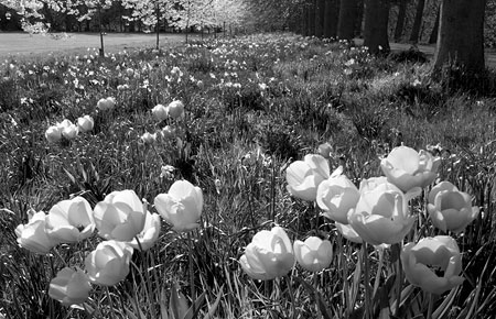 red_channel_of_photograph_of_red_flowers